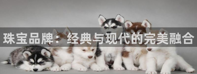 新航娱乐公司简介