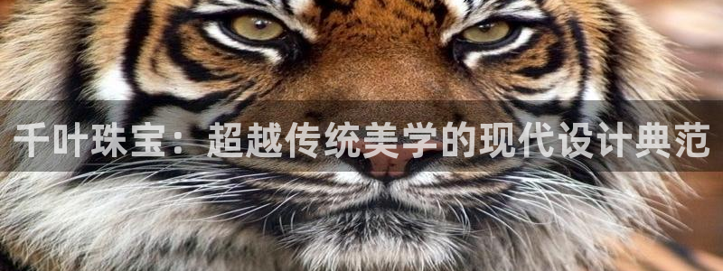 金城娱乐新航母