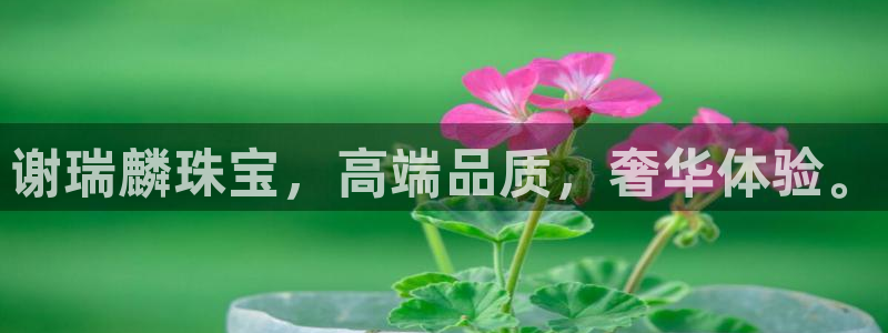 新航娱乐公司怎么样